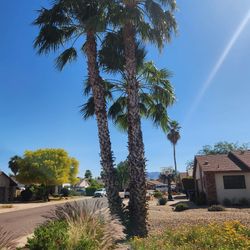 Palms Trees 🌴 And Trees 🌳 