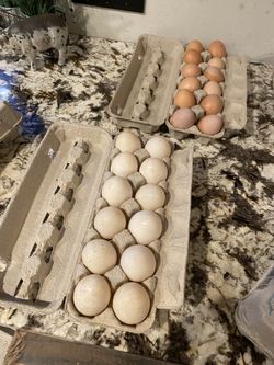 Eggs Chicken And Duck