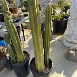 Honda pressure washe 