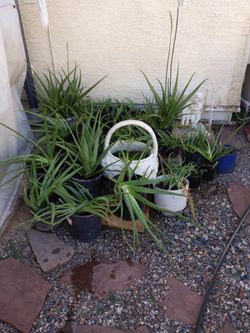 Aloe Vera Plants