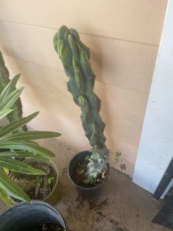 Cereus hildmannianus or Andes organ pipe cactus