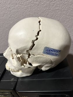 Cranial Take Apart Skeleton