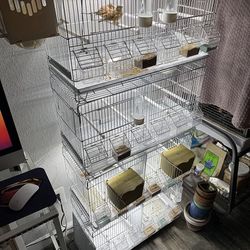 Jaulas Bird Cage