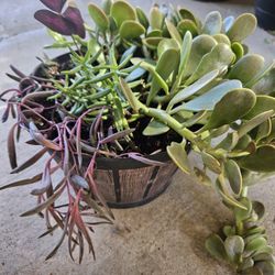 Succulent Pot