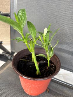 White petunias/ ruellia plant