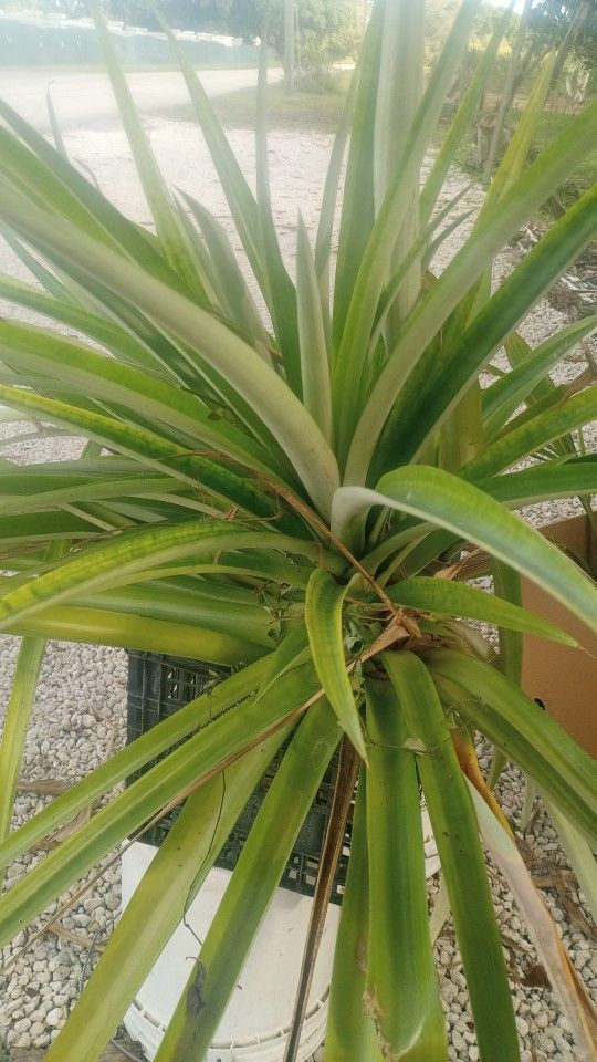 Hijos De Piñas $2.00