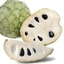 Cherimoya Fruit tree