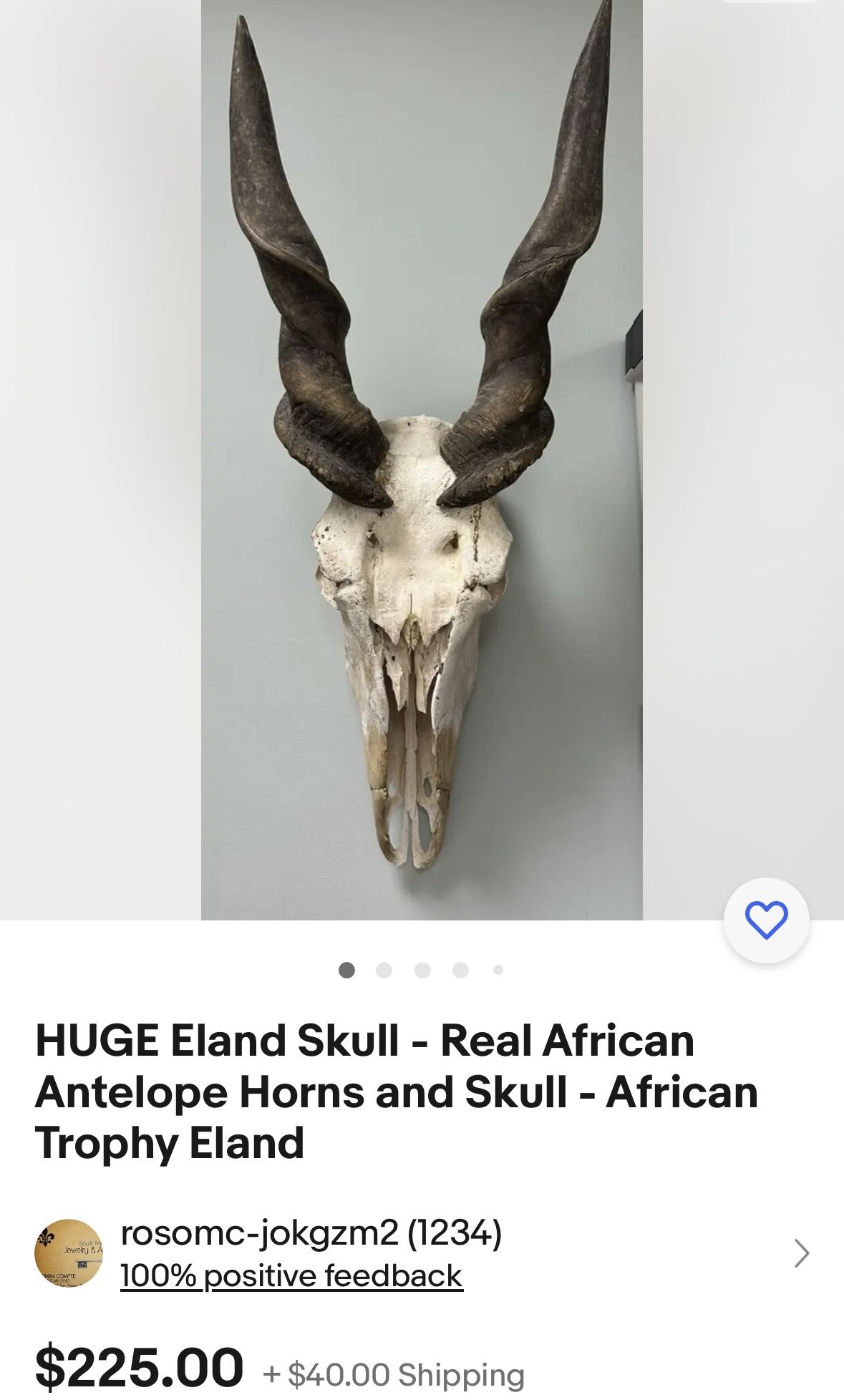 Huge Eland Skull. Real African Antelope Horns Skull