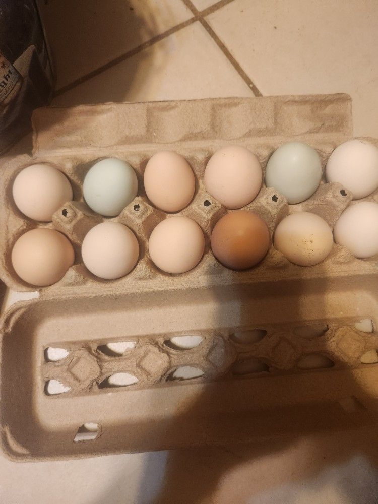Fresh Chicken Eggs For Sale