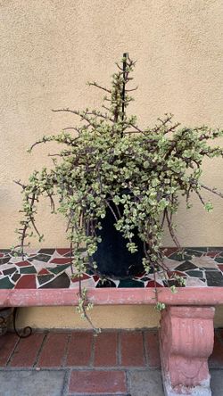 Plant - Variegated Elephant Bush