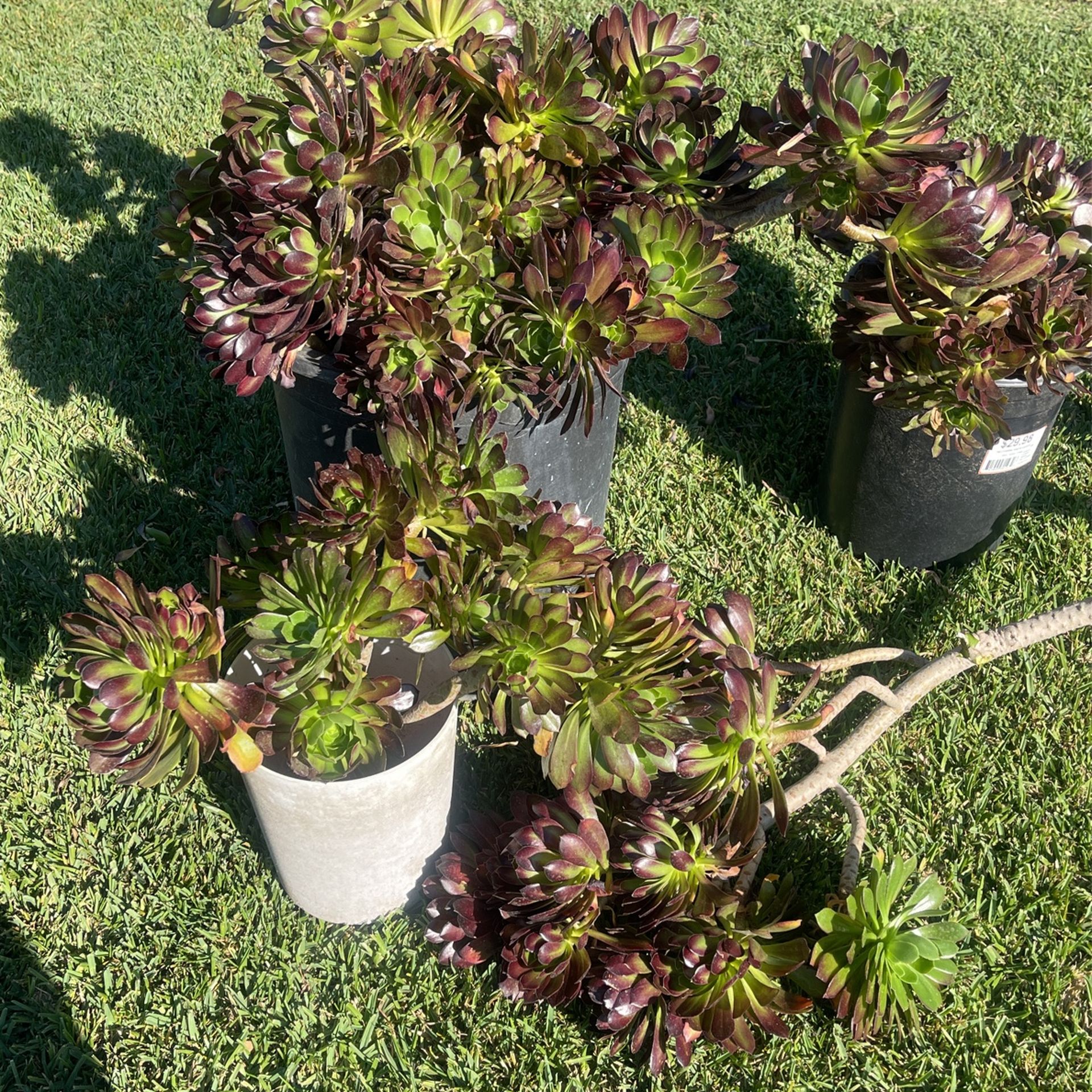 Black Aeonium Rose Rose Cuttings for Sale in Rosemead, CA OfferUp
