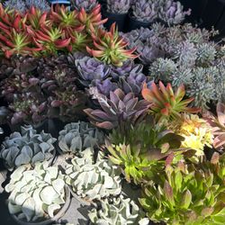 6 Inch Succulents 