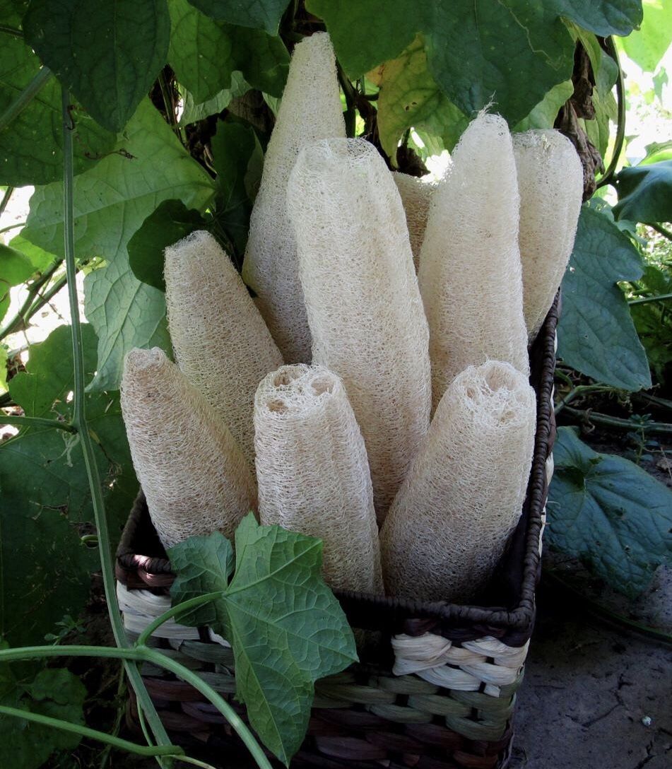Luffa Plant Seeds ( 5 for over 75 seeds) for Sale in Palmview, TX
