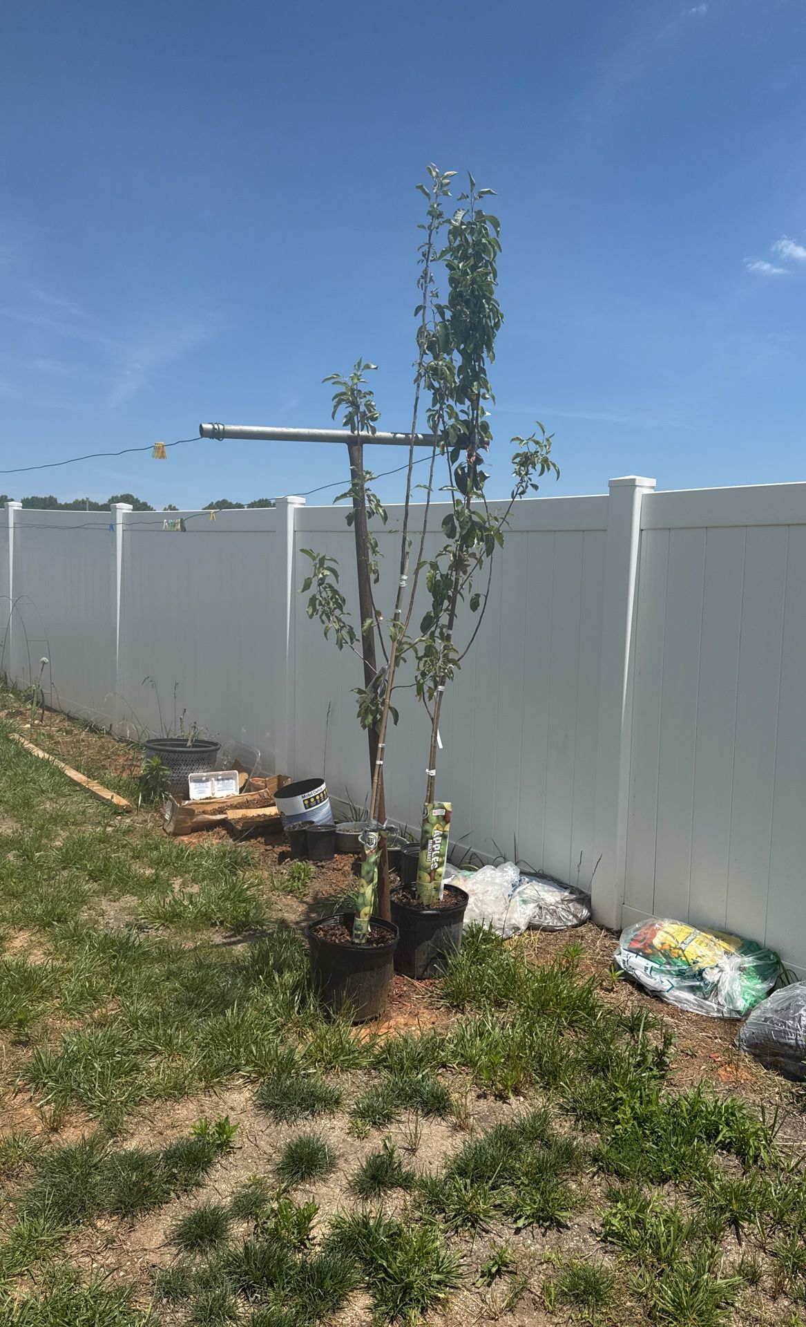 Apple Tree