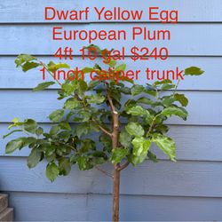 dwarf yellow egg european plum tree