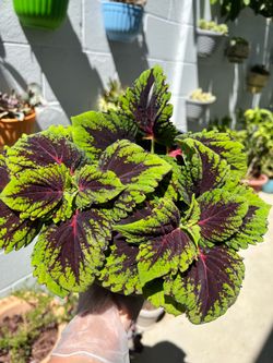 Coleus foliage annual plant in a hanging pot