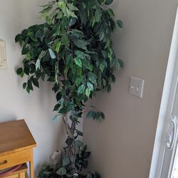 Tall Artificial Ficus Tree