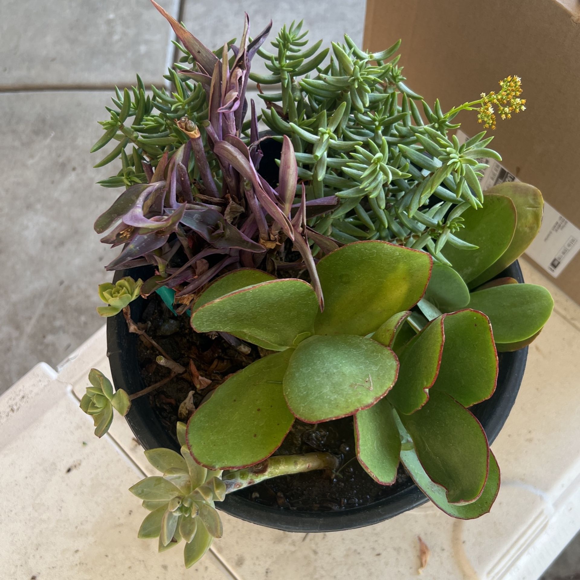 Succulents Plants