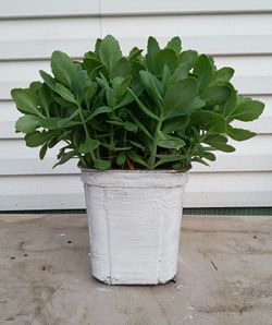 Autumn joy sedum
