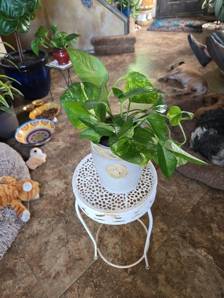 Pothos In 8in Tall Ceramic Pot With Drainage
