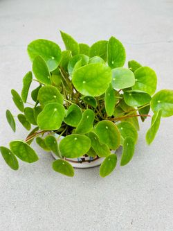 Succulents plants 🪴（Pilea peperomioides）
