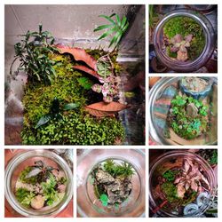 Custom Terrariums! $35 For 1 Gallon $50 For 2 Gallon + Up To 5 Plants 