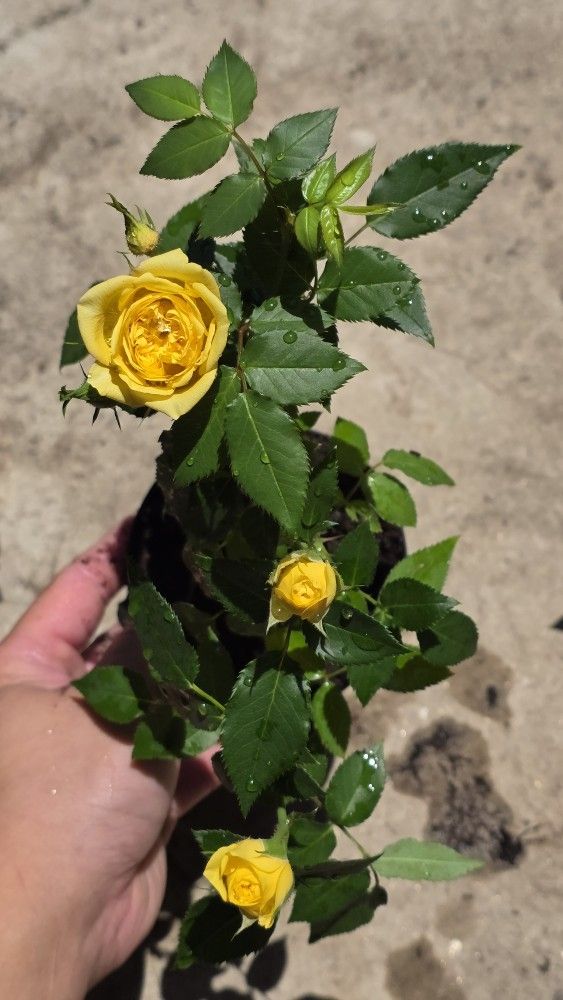 Yellow Miniature Rose Plant