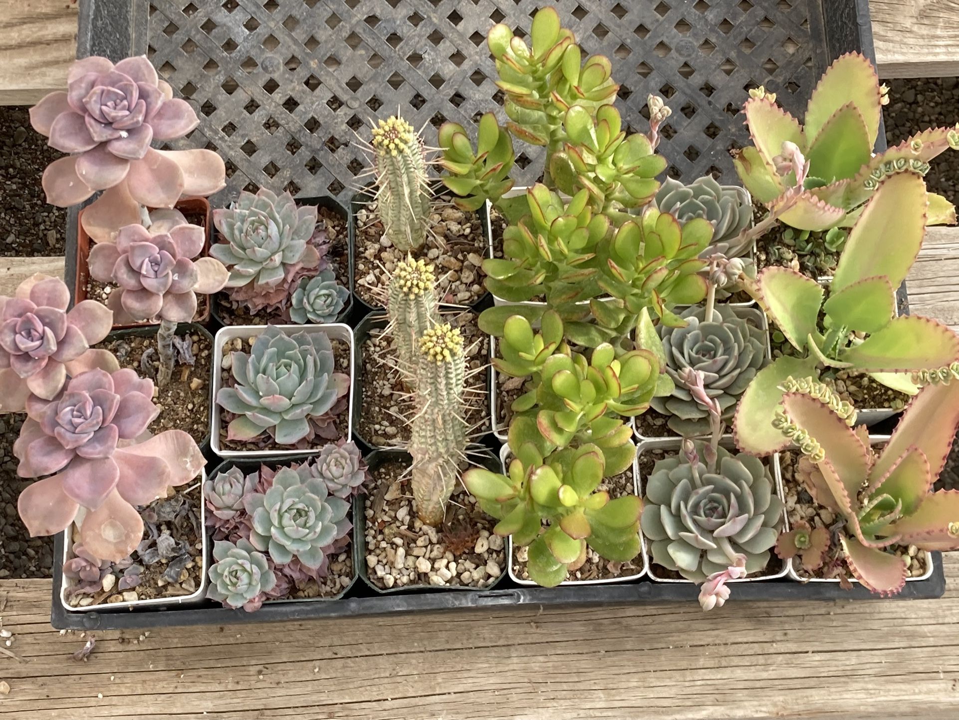 Succulents in 3” Pots