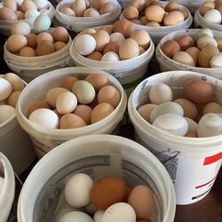 Eggs Cage Free Organic Eggs