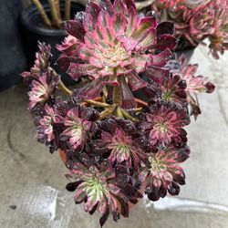 Aeonium 