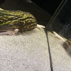 Fish  Decor 