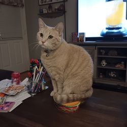 HUGE GARAGE AND YARD SALE