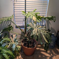 Giant Thai Constellation Monstera 