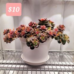 Crassula Succulent 