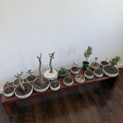 $4 Bonsai starter plants in cement planters