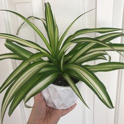 Beautiful Variegated Spider Plant In Decorative Pot 