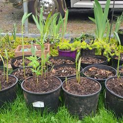 Healthy Solomon Seal Plants