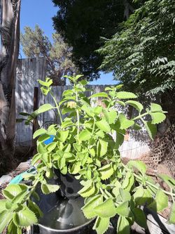 Oregano orejón