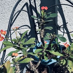 Small Coronas de Cristo 5 each