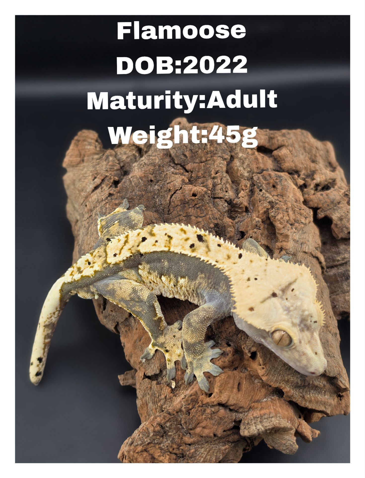 Crested geckos Enclosures