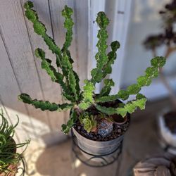 Beautiful Thriving Succulent/Cactus