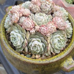 Succulent