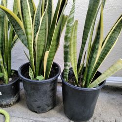 Snake Plants - $10 each - 3ft. Tall