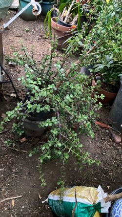 Landscaping or patio plants, jade plant succulents with small leaves