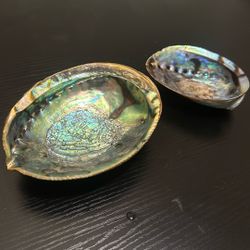 Shell 🐚 Bowls (2)