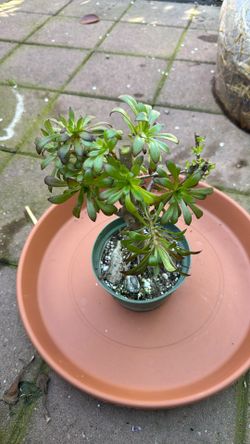 1 Foot High Succulent