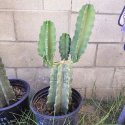 2ft Peruvian Apple Cactus 