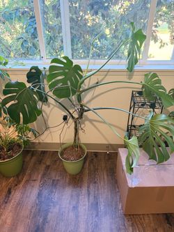 Monstera plant