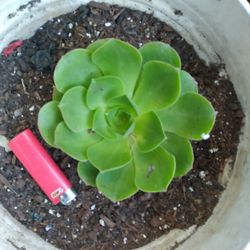 Succulent 