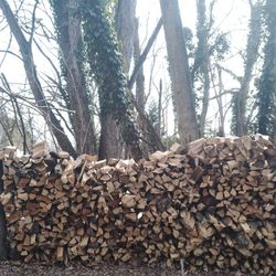 Firewood